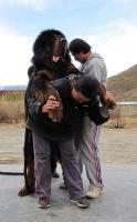 Tibetan Mastiff Dogs